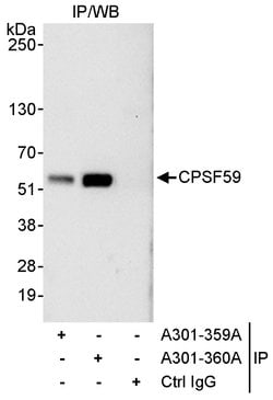 CPSF59 Rabbit anti-Human, Polyclonal, Bethyl Laboratories 100 &mu;L; Unconjugated:Antibodies,