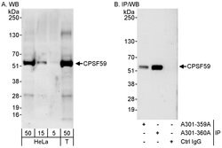 CPSF59 Rabbit anti-Human, Polyclonal, Bethyl Laboratories 100 &mu;L; Unconjugated:Antibodies,
