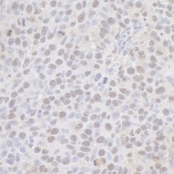CPSF68 Rabbit anti-Human, Mouse, Polyclonal, Bethyl Laboratories 100 &mu;L;