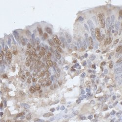 CPSF68 Rabbit anti-Human, Mouse, Polyclonal, Bethyl Laboratories 100 &mu;L;