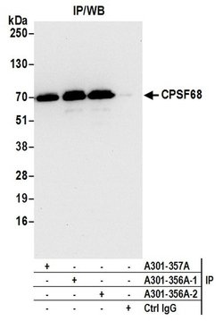 CPSF68 Rabbit anti-Human, Mouse, Polyclonal, Bethyl Laboratories 100 &mu;L;