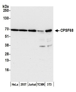 CPSF68 Rabbit anti-Human, Mouse, Polyclonal, Bethyl Laboratories 100 &mu;L;