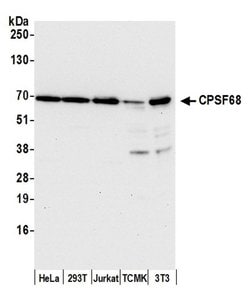 CPSF68 Polyclonal Antibody, Bethyl Laboratories 20 &mu;L; Unconjugated:Antibodies,