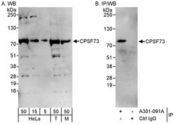CPSF73 Rabbit anti-Human, Mouse, Polyclonal, Bethyl Laboratories 100 &mu;L;