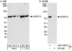 CPSF73 Rabbit anti-Human, Mouse, Polyclonal, Bethyl Laboratories 100 &mu;L;
