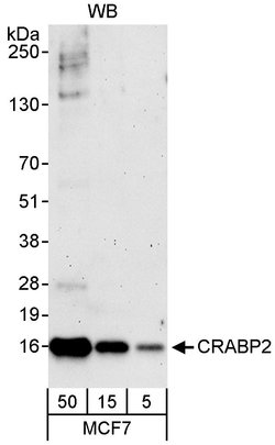 CRABP2 Rabbit anti-Human, Polyclonal, Bethyl Laboratories 100 &mu;L; Unconjugated:Antibodies,