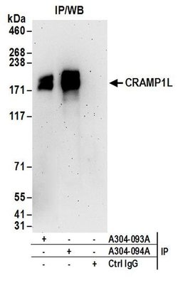 CRAMP1L Rabbit anti-Human, Polyclonal, Bethyl Laboratories 10 &mu;L; Unconjugated:Antibodies,