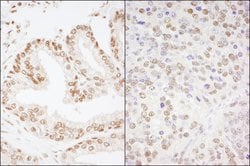 CREB Rabbit anti-Human, Mouse, Polyclonal, Bethyl Laboratories 100 &mu;l;
