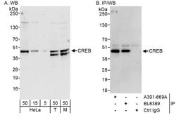 CREB Rabbit anti-Human, Mouse, Polyclonal, Bethyl Laboratories 100 &mu;l;
