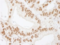 CREB Polyclonal Antibody, Bethyl Laboratories 10 &mu;L | Buy Online | Bethyl Laboratories, Inc | Fisher Scientific