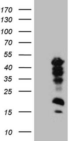 CREM Monoclonal Antibody (OTI4H9), TrueMAB , OriGene 100 &mu;L; Unconjugated:Antibodies,