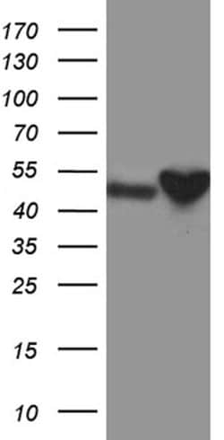 CRLF3 Monoclonal Antibody (OTI3A12), TrueMAB , OriGene:Antibodies:Primary