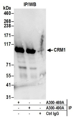 CRM1 Rabbit anti-Human, Mouse, Polyclonal, Bethyl Laboratories 100 &mu;l;