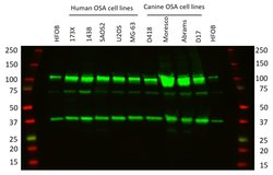 Invitrogen CRM1 Monoclonal Antibody (5G3) 100 &mu;g; Unconjugated:Antibodies,