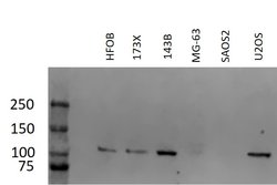 Invitrogen CRM1 Recombinant Rabbit Monoclonal Antibody (8H4L7) 100 &mu;g;