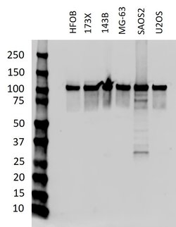 Invitrogen CRM1 Recombinant Rabbit Monoclonal Antibody (17H24L10) 100 &mu;g | Buy Online | Invitrogen&trade; | Fisher Scientific