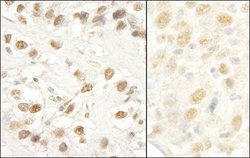 CROP/Luc7A Rabbit anti-Human, Polyclonal, Bethyl Laboratories 100 &mu;L;