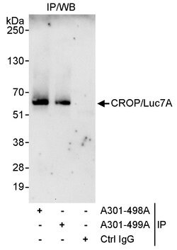 CROP/Luc7A Rabbit anti-Human, Polyclonal, Bethyl Laboratories 100 &mu;L;