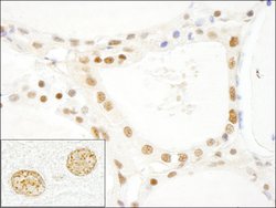 CROP/Luc7A Polyclonal Antibody, Bethyl Laboratories 10 &mu;L; Unconjugated:Antibodies,