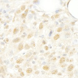 CROP/Luc7A Polyclonal Antibody, Bethyl Laboratories 10 &mu;L; Unconjugated:Antibodies,