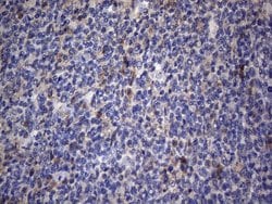 CRP Monoclonal Antibody (OTI4G8), TrueMAB , OriGene 100 &mu;L; Unconjugated:Antibodies,