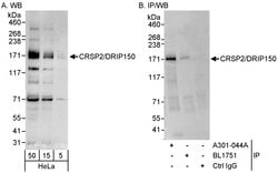 CRSP2/DRIP150 Rabbit anti-Human, Polyclonal, Bethyl Laboratories 100 &mu;L;