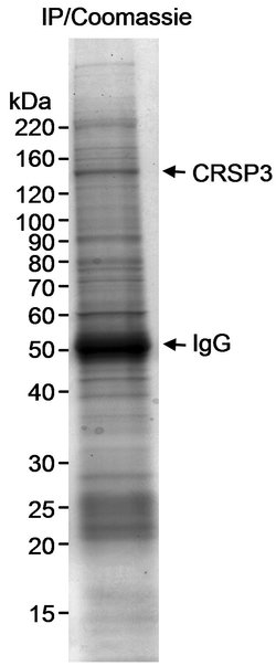 CRSP3 Rabbit anti-Human, Polyclonal, Bethyl Laboratories 100 &mu;L; Unconjugated:Antibodies,