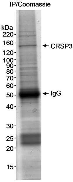 CRSP3 Rabbit anti-Human, Polyclonal, Bethyl Laboratories 10 &mu;L; Unconjugated:Antibodies,