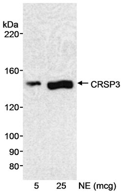 CRSP3 Rabbit anti-Human, Polyclonal, Bethyl Laboratories 100 &mu;L; Unconjugated:Antibodies,