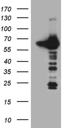 CRY1 Monoclonal Antibody (OTI2F5), TrueMAB , OriGene:Antibodies:Primary