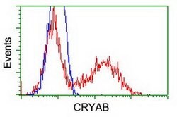 CRYAB Mouse anti-Human, Rat, Clone: OTI6A9, liquid, TrueMAB 100 &mu;L;