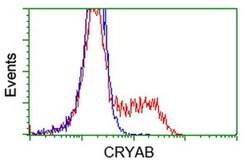 CRYAB Mouse anti-Human, Clone: OTI4A6, liquid, TrueMAB 100 &mu;L; Unconjugated:Antibodies,