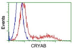 CRYAB Mouse anti-Human, Clone: OTI6G5, lyophilized, TrueMAB 100 &mu;g;