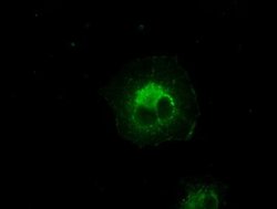 CRYAB Mouse anti-Human, Rat, Clone: OTI6A9, liquid, TrueMAB 100 &mu;L;
