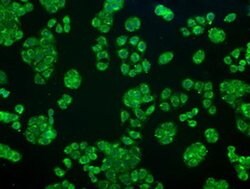 CRYAB Mouse anti-Human, Rat, Clone: OTI6A9, liquid, TrueMAB 100 &mu;L;
