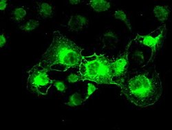 CRYAB Mouse anti-Human, Rat, Clone: OTI6D11, liquid, TrueMAB 30 &mu;L;