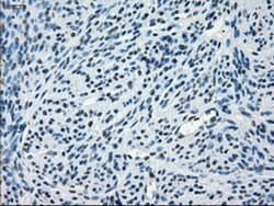 CRYAB Mouse anti-Human, Rat, Clone: OTI6A9, liquid, TrueMAB 100 &mu;L;