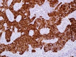 CRYAB Mouse anti-Human, Rat, Clone: OTI6D11, liquid, TrueMAB 30 &mu;L;