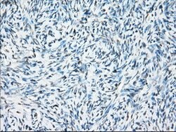 CRYAB Mouse anti-Human, Clone: OTI6G5, lyophilized, TrueMAB 100 &mu;g;