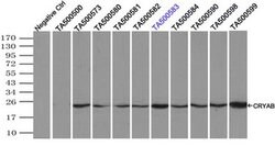 CRYAB Mouse anti-Human, Rat, Clone: OTI6D11, liquid, TrueMAB 30 &mu;L;
