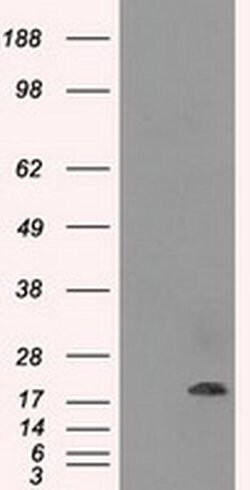 CRYAB Mouse anti-Human, Rat, Clone: OTI6A9, liquid, TrueMAB 100 &mu;L;