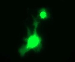 CRYGC Monoclonal Antibody (OTI1D6), TrueMAB , OriGene 100 &mu;L; Unconjugated:Antibodies,