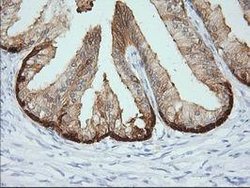 CRYM Mouse anti-Human, Clone: OTI1B5, lyophilized, TrueMAB 100 &mu;g; Unconjugated:Antibodies,