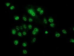CRYZL1 Mouse anti-Human, Clone: OTI2F9, lyophilized, TrueMAB 100 &mu;g;