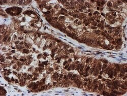 CRYZL1 Mouse anti-Human, Clone: OTI2F9, lyophilized, TrueMAB 100 &mu;g;