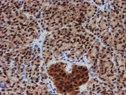 CRYZL1 Mouse anti-Human, Clone: OTI2F9, lyophilized, TrueMAB 100 &mu;g;