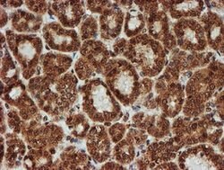 CRYZL1 Mouse anti-Human, Clone: OTI2F9, lyophilized, TrueMAB 100 &mu;g;