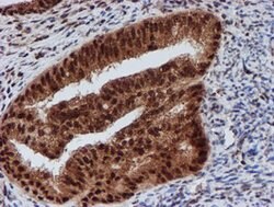 CRYZL1 Mouse anti-Human, Clone: OTI2F9, lyophilized, TrueMAB 100 &mu;g;