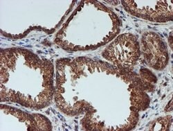 CRYZL1 Mouse anti-Human, Clone: OTI2F9, lyophilized, TrueMAB 100 &mu;g;