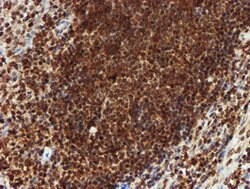 CRYZL1 Mouse anti-Human, Clone: OTI2F9, lyophilized, TrueMAB 100 &mu;g;